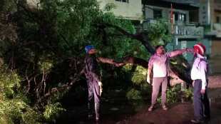 big tree falls in Kasarwadi Pimpri early morning