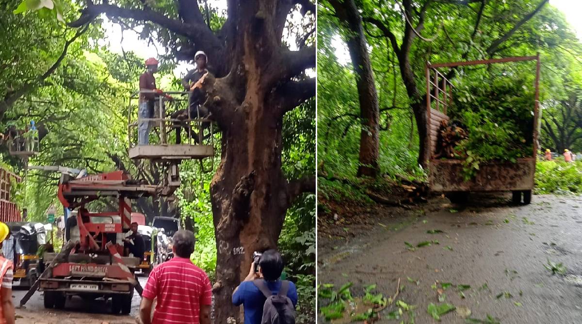 Aarey tree cut