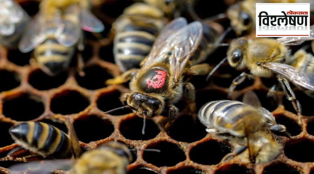 Australia is slaughtering millions of bees
