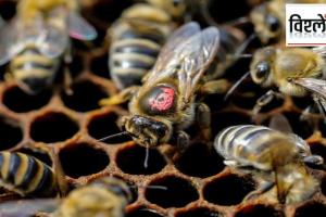 Australia is slaughtering millions of bees