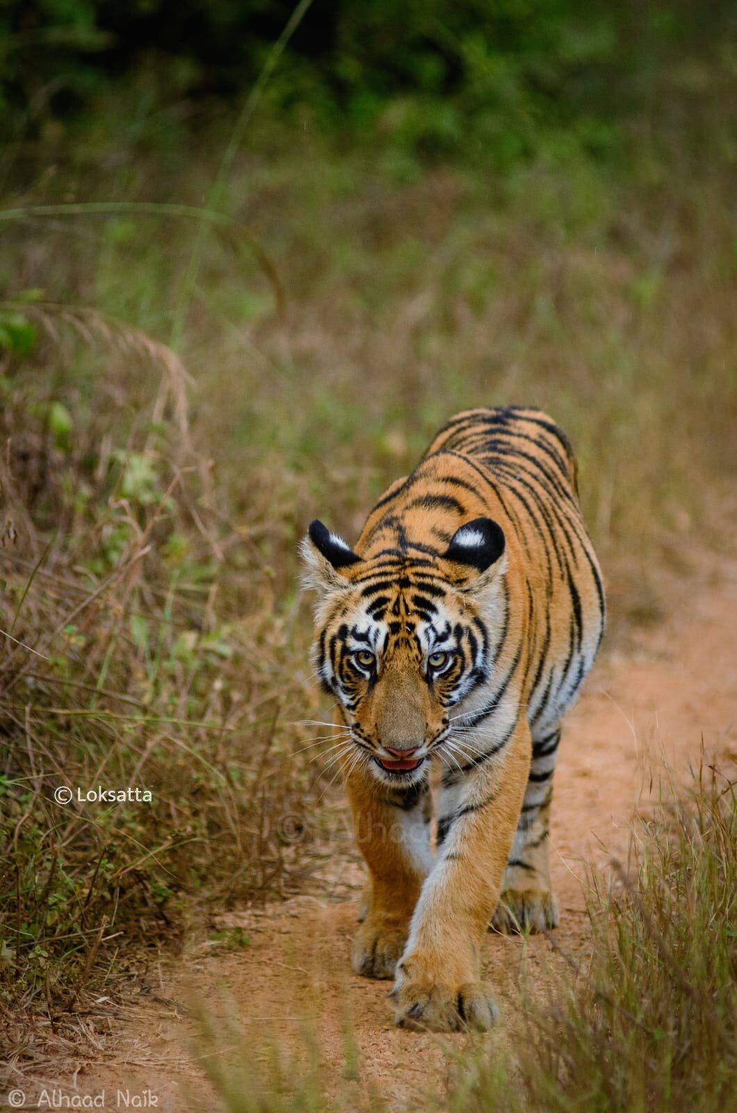 Fairy Tigress Umred Pauni Karhandla Photos