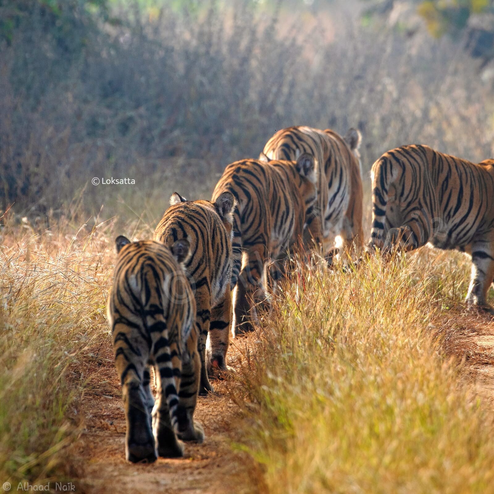 Fairy Tigress Umred Pauni Karhandla Photos