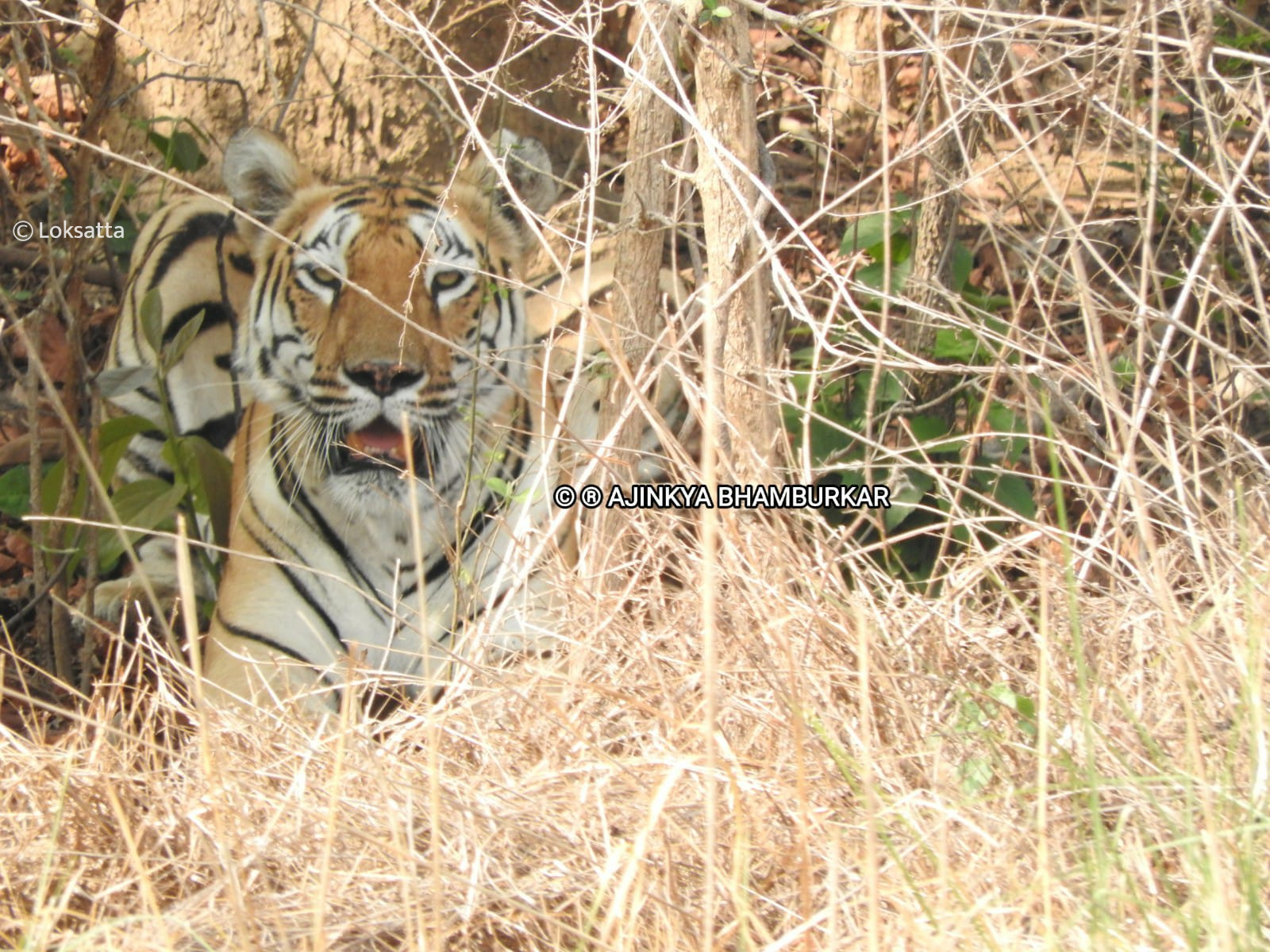 Fairy Tigress Umred Pauni Karhandla Photos