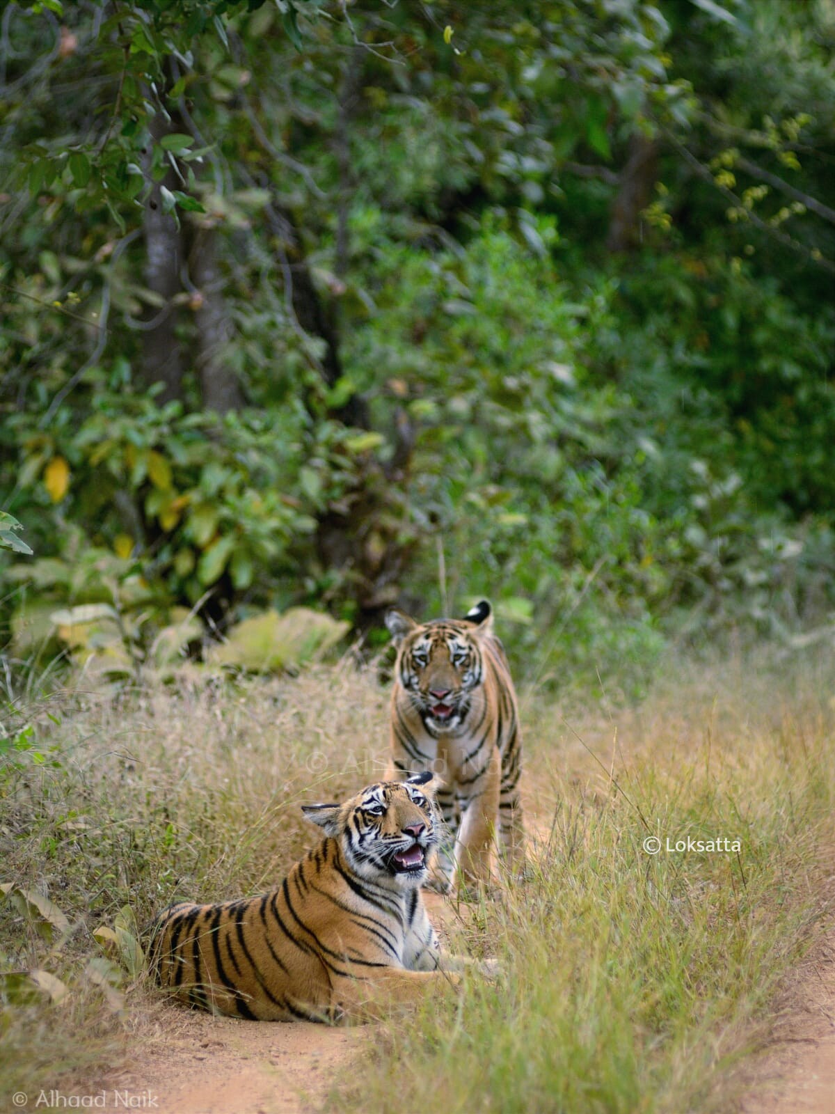 Fairy Tigress Umred Pauni Karhandla Photos