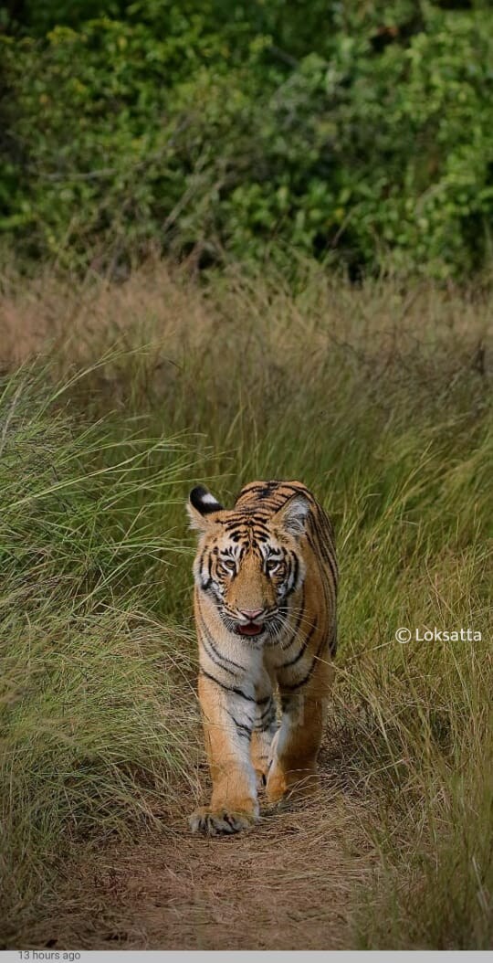 Fairy Tigress Umred Pauni Karhandla Photos