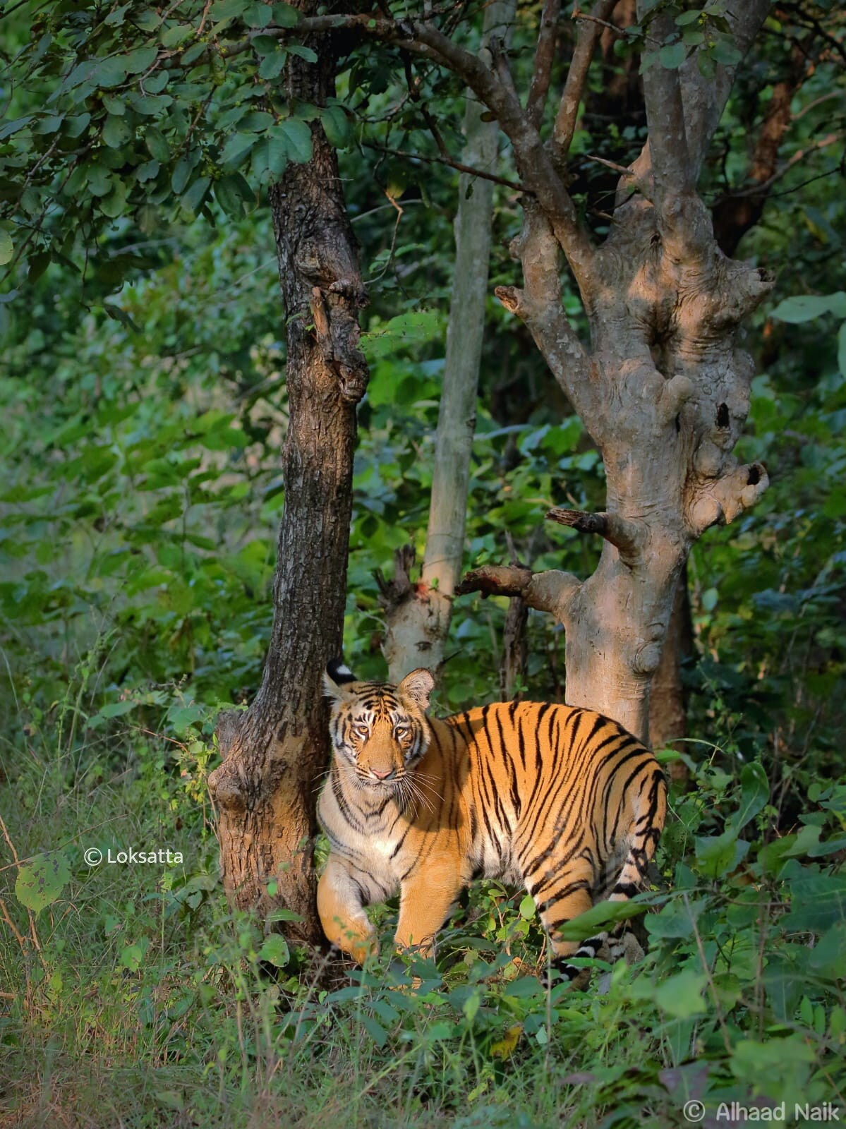 Fairy Tigress Umred Pauni Karhandla Photos