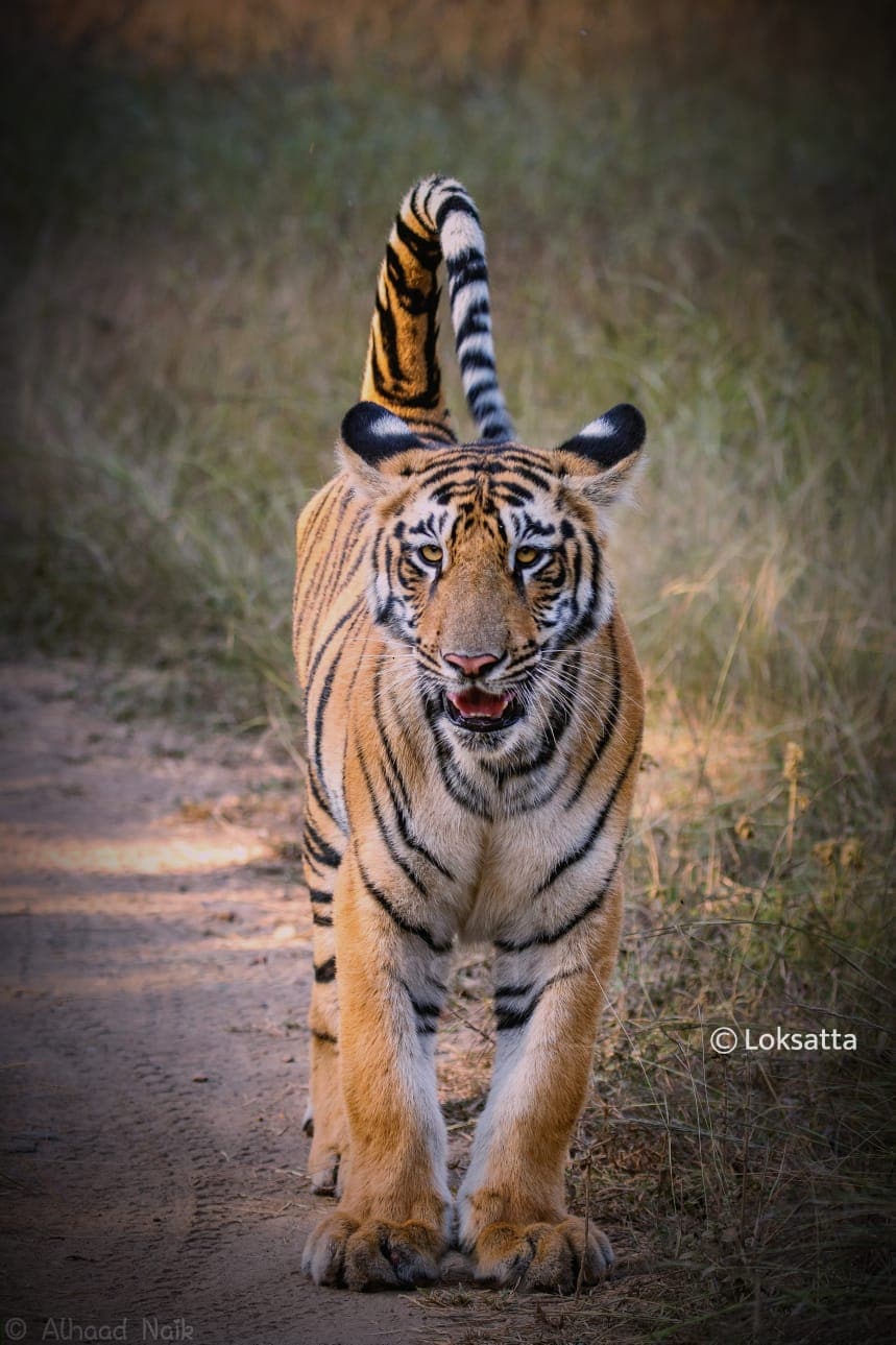 Fairy Tigress Umred Pauni Karhandla Photos