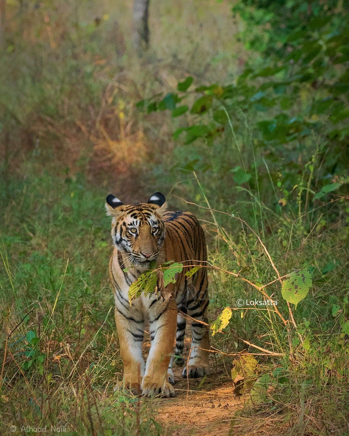 Fairy Tigress Umred Pauni Karhandla Photos