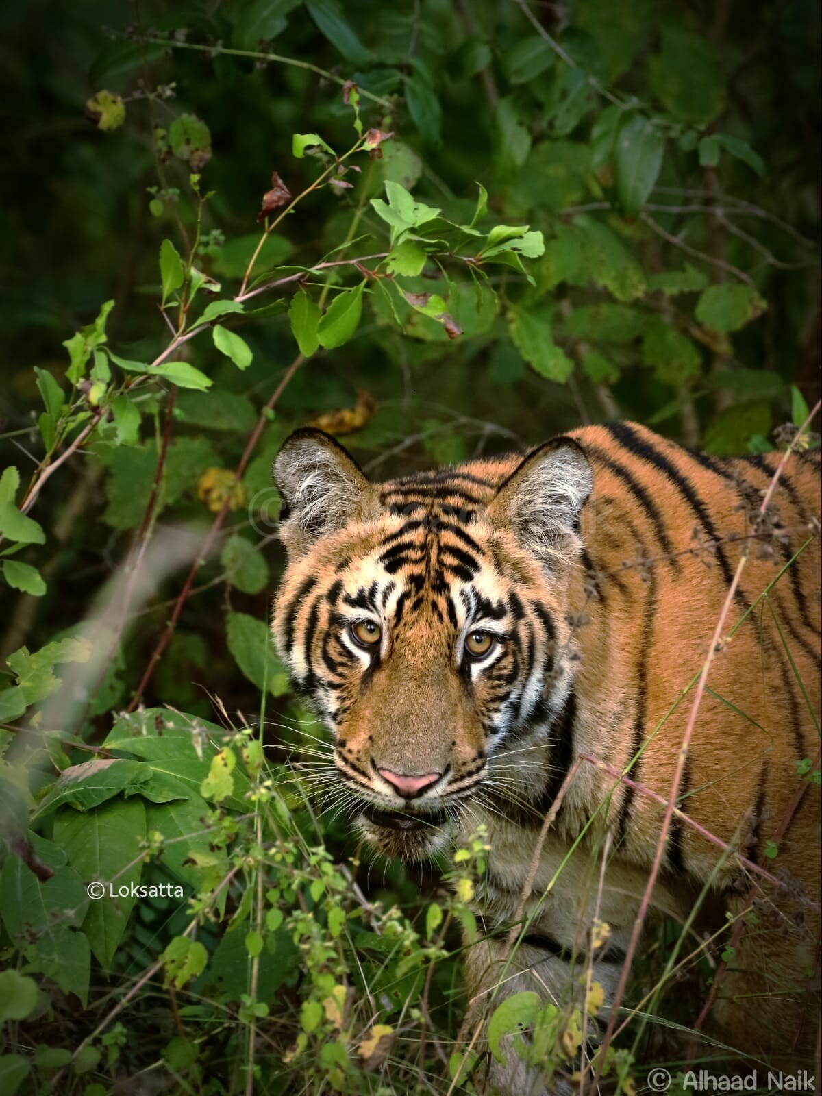 Fairy Tigress Umred Pauni Karhandla Photos