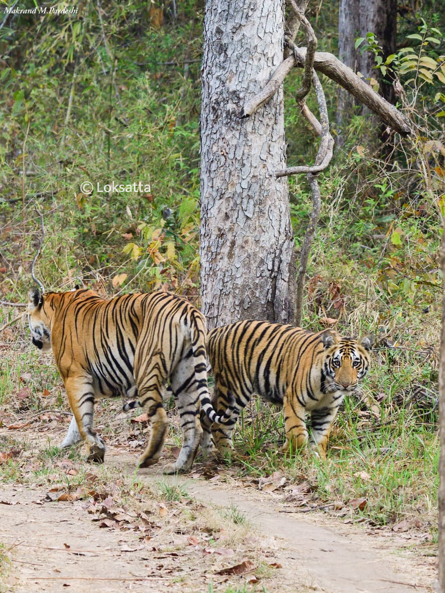 Kuwani Tigress Tadoba Photos