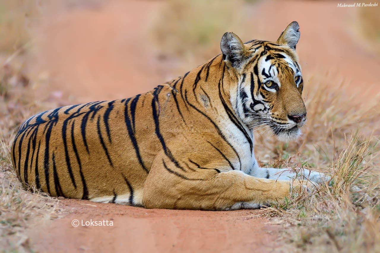 Kuwani Tigress Tadoba Photos