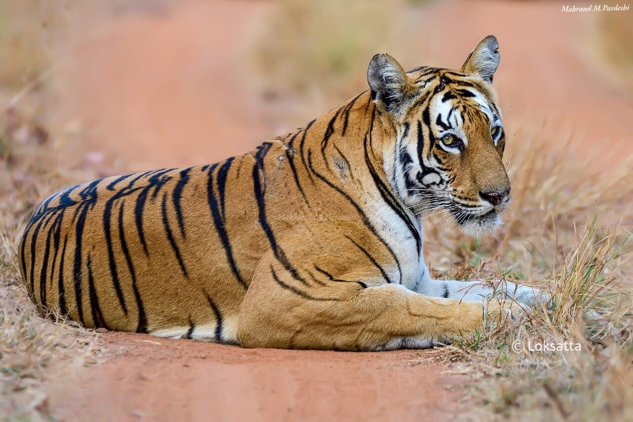 Kuwani Tigress Tadoba Photos