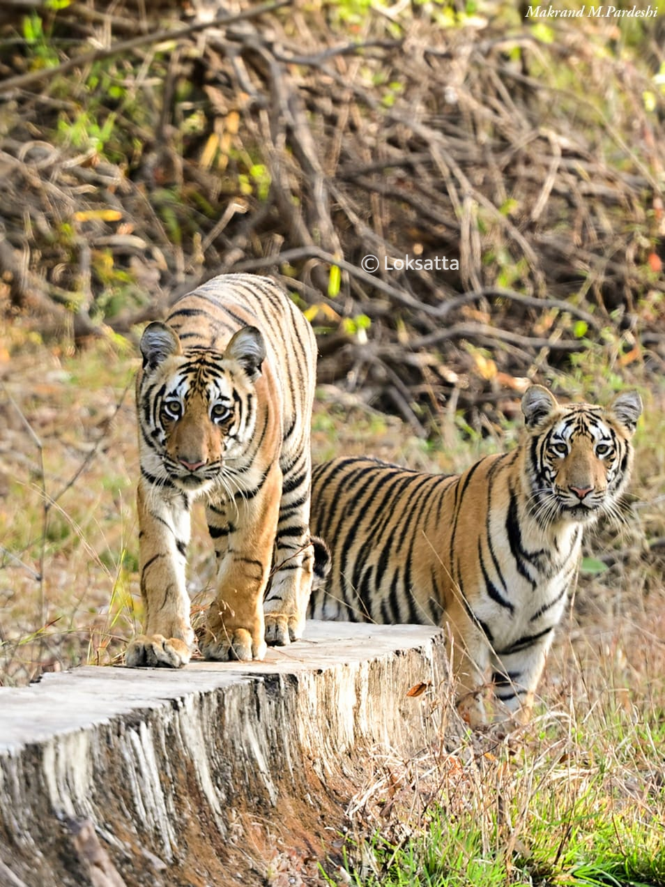Kuwani Tigress Tadoba Photos