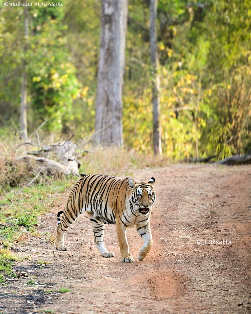 Kuwani Tigress Tadoba Photos