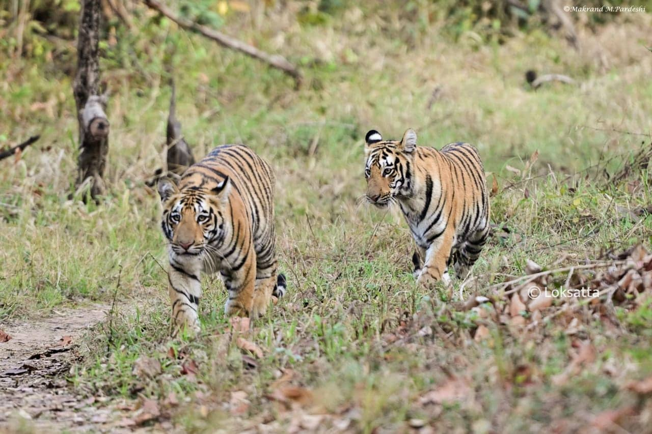 Kuwani Tigress Tadoba Photos