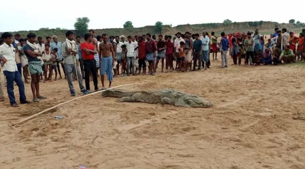 Madhya Pradesh Chambal river Crocodile