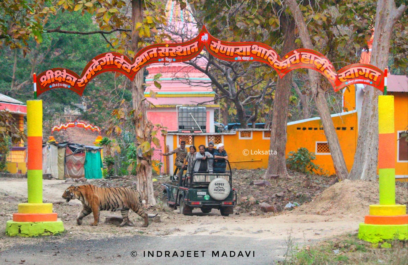 Matka Tiger Tadoba National Park