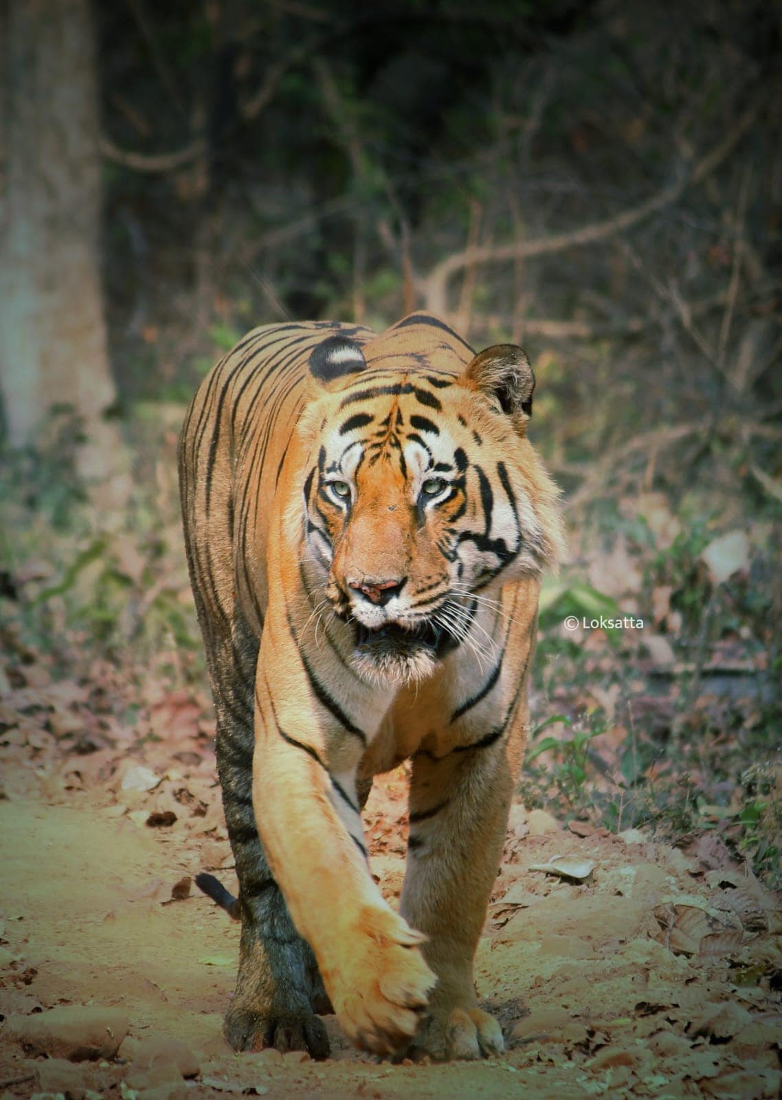 Matka Tiger Tadoba National Park