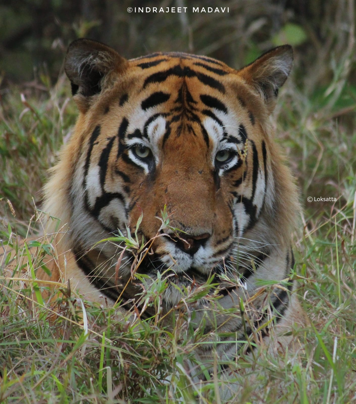 Matka Tiger Tadoba National Park