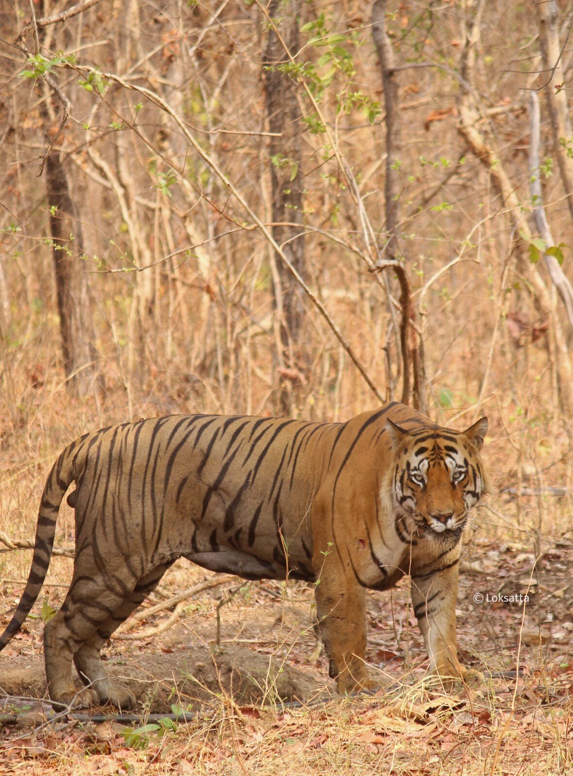 Matka Tiger Tadoba National Park