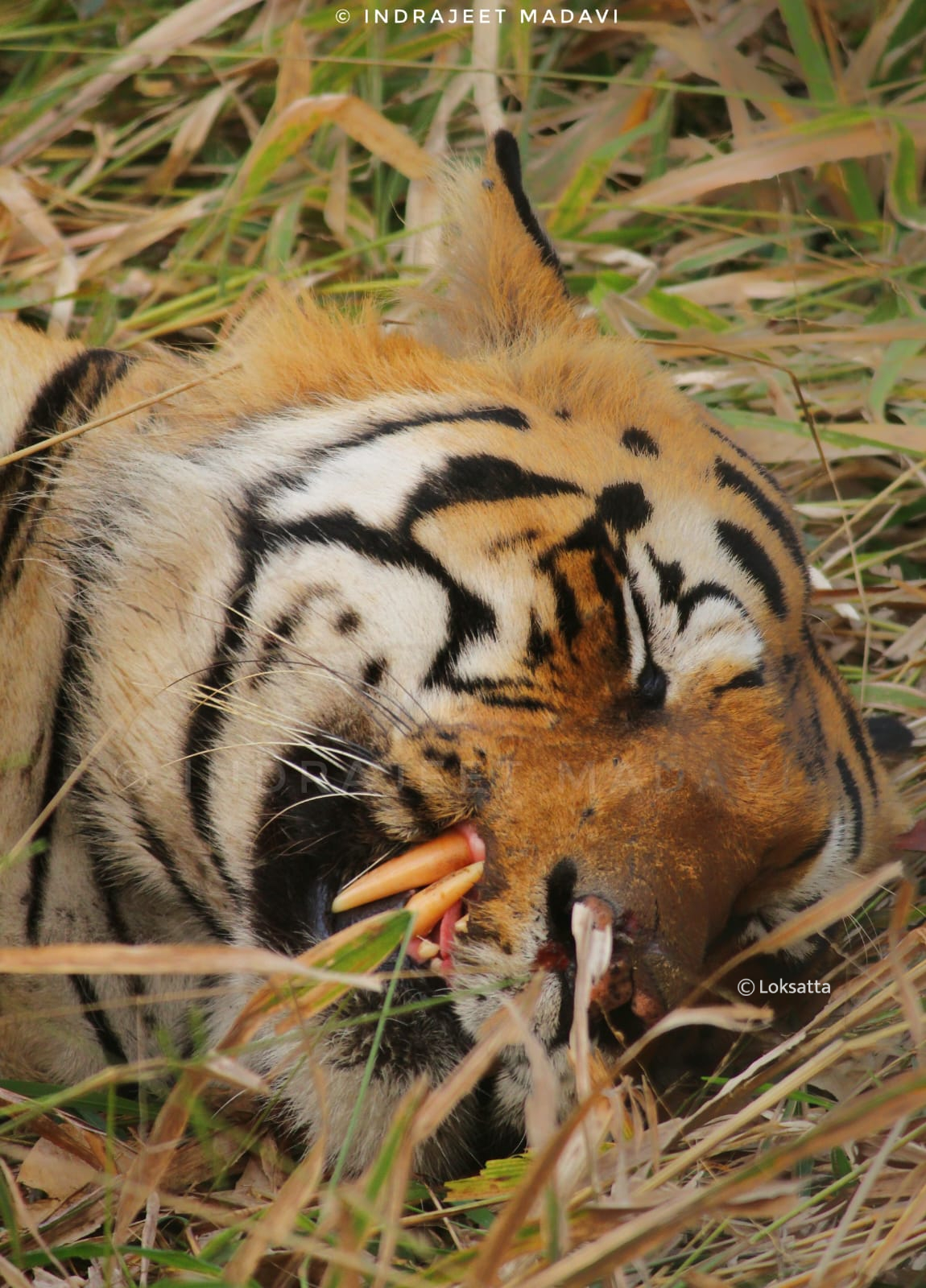 Matka Tiger Tadoba National Park