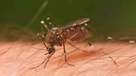 ICMR-VCRC dengue Mosquitoes