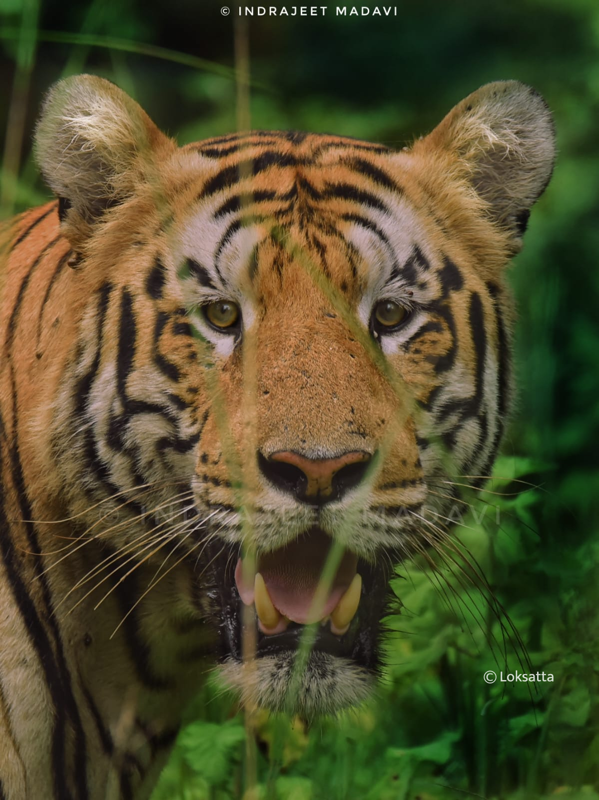 Mowgli Tiger