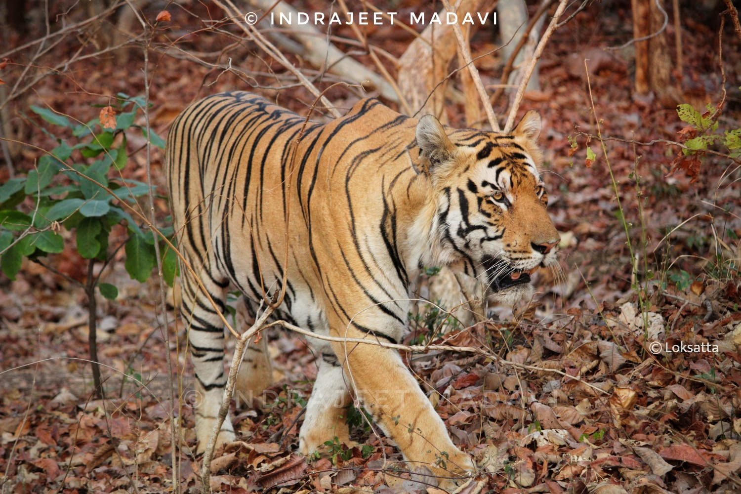 Mowgli Tiger