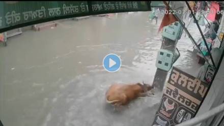 Cow-Saved-Mansa-Video-Viral