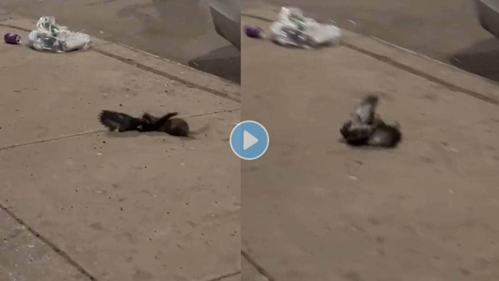 Rat-Attack-Pigeon-Viral-Video