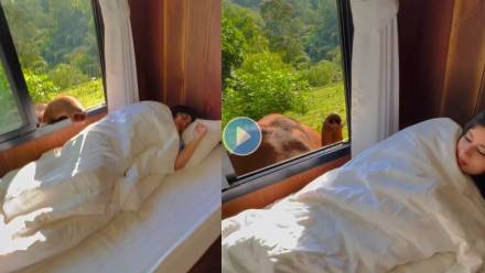 Elephant-Wakes-Up-Woman-Viral-Video