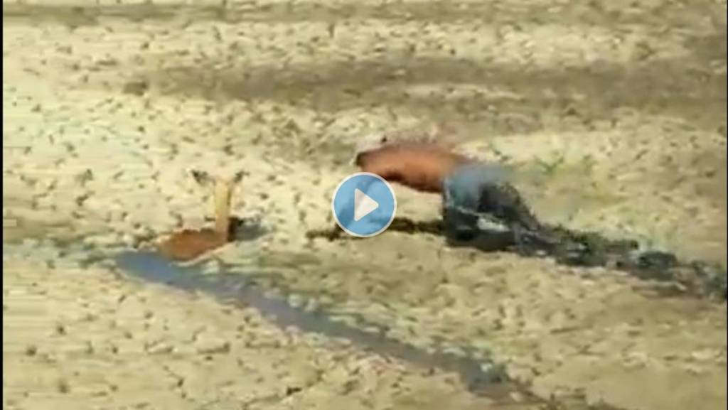 Man-Saved-Impala-Calf-Landing-In-Swamp