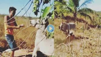 कर्माचे फळ किती लवकर मिळते? गाढवाला लाथा-बुक्क्यांनी मारणाऱ्या व्यक्तीचा हा  VIRAL VIDEO तुम्हाला सांगेल | man slaps and kicks donkey repeatedly in  viral video then instant ...