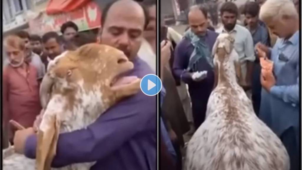 Goat-Cry-Viral--Video
