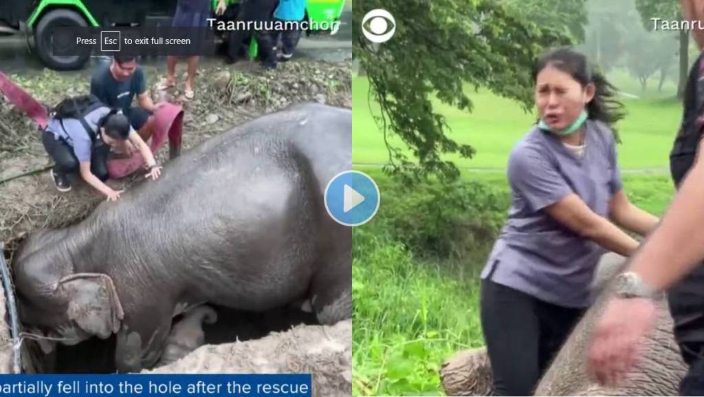 Baby-Elephant-Rescue