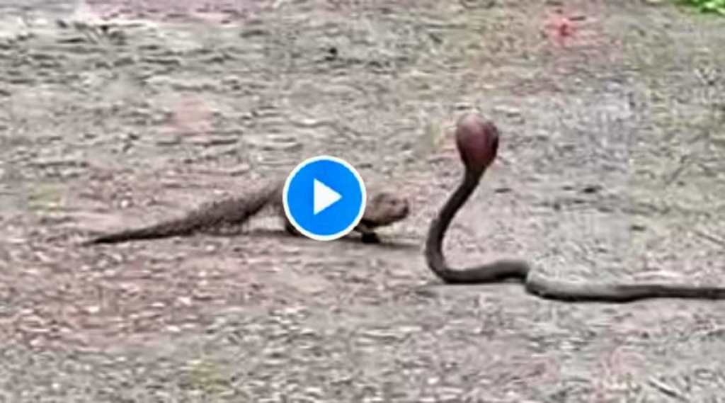 Snake Mongoose fight 2