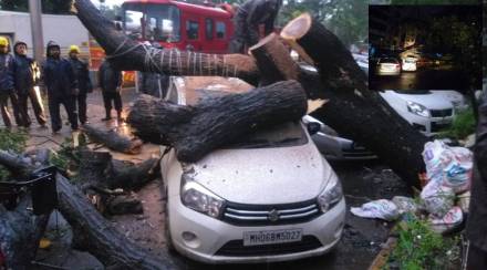 falling tree on car