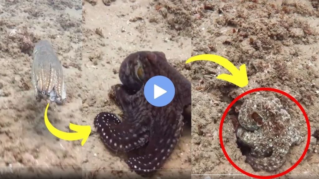 color-changing octopus viral video