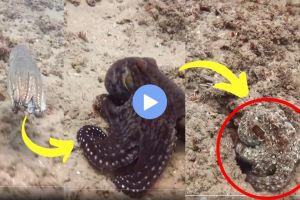 color-changing octopus viral video