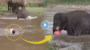 Struggle of an elephant cub to save a man