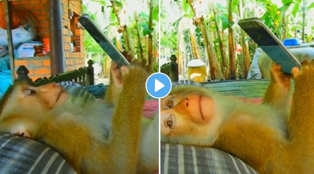 A video of a smart monkey watching YouTube with a pillow on the bed went viral