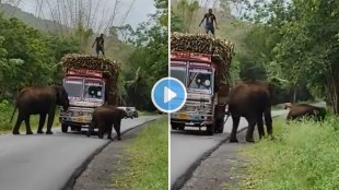Do elephants stop trucks and collect taxes?