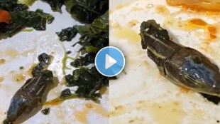 snake head Found in airline meal
