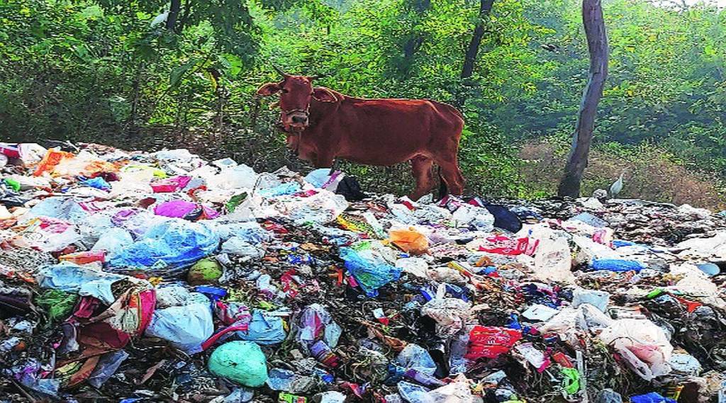 Animals consuming plastic in vidarbha