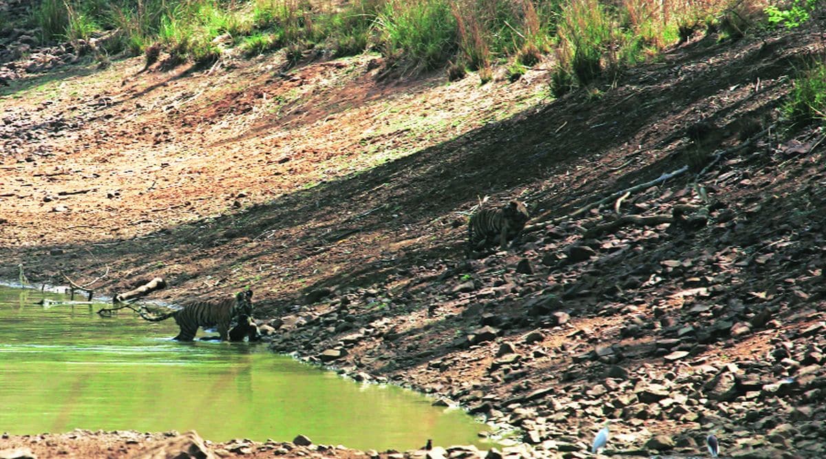 सोयरे सहचर : राजिबडा वाघ ! | Rajibada tiger forest studies Anand Shide founder of Trunk Call The Wildlife Foundation amy 95