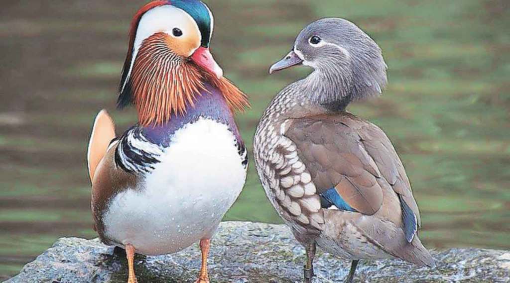 birds male and female