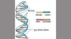 सृष्टी-दृष्टी : उत्क्रांतीचे गोल जिने!