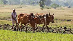 farmer