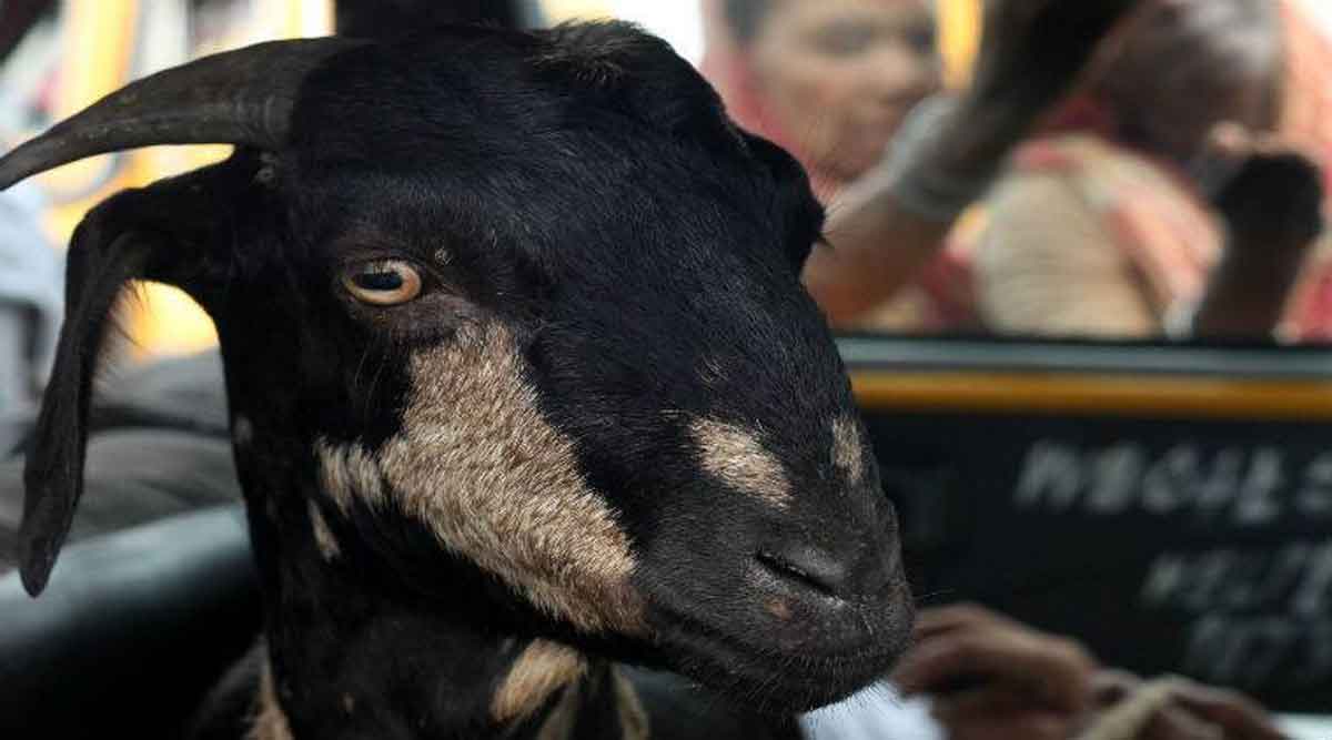 goat theft