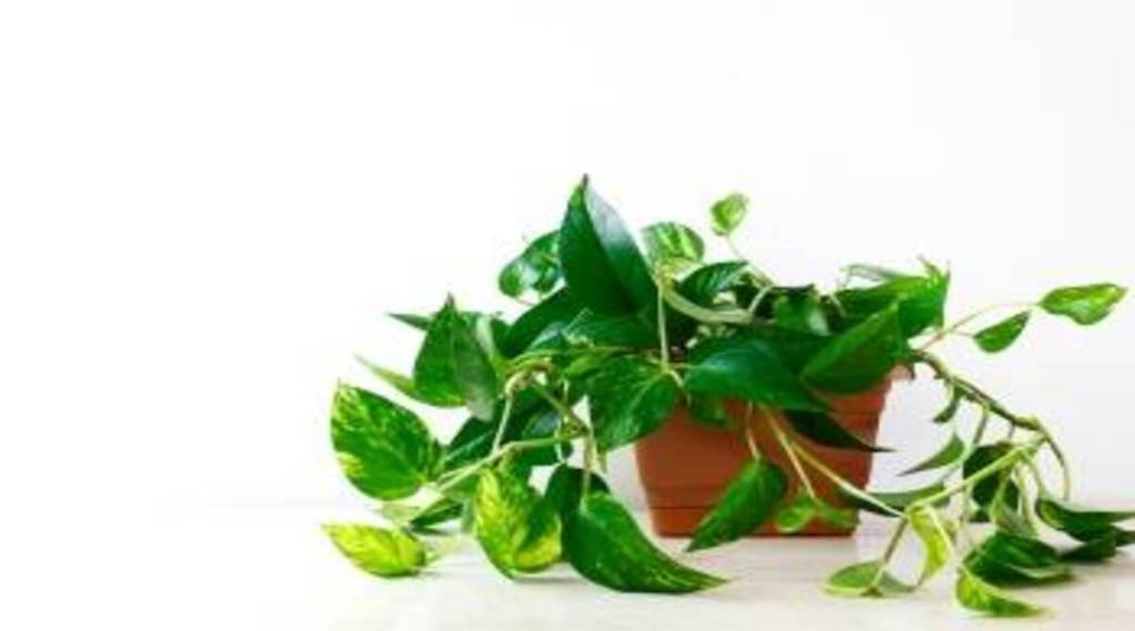 money plants vastu tips